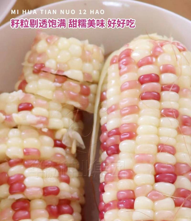 密花甜糯12号玉米种子彩甜糯国审大棒花彩糯玉米种子