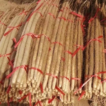 铁棍山药，河北临漳，打捆现货质量保证，可实地看货对接