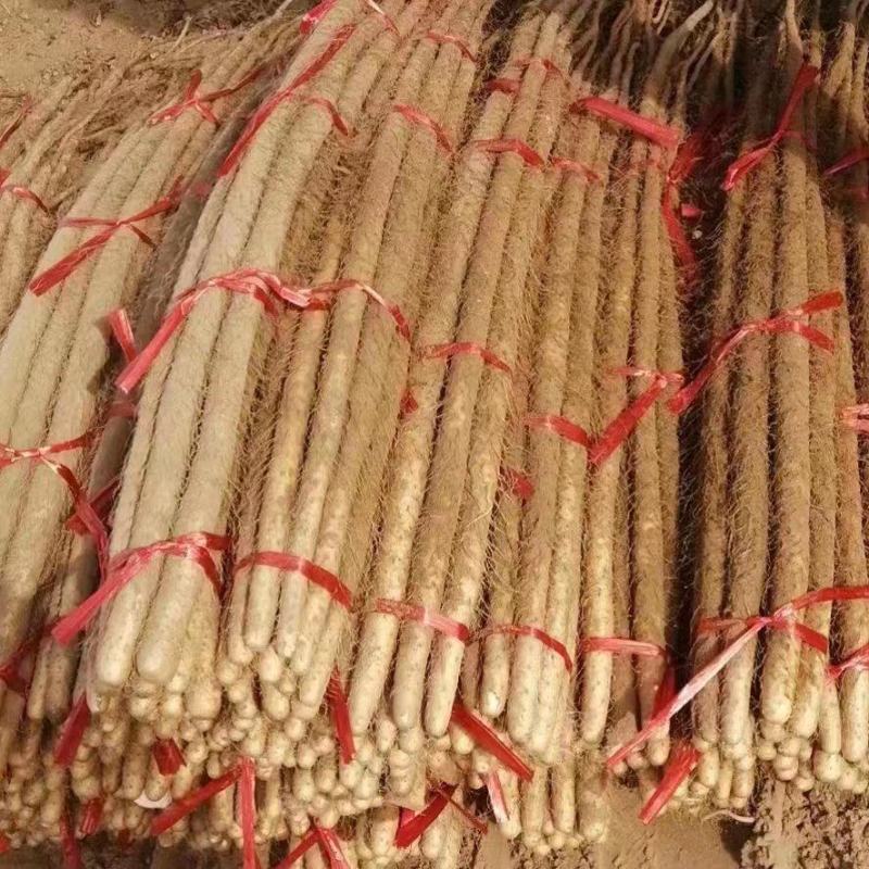 铁棍山药，河北临漳，打捆现货质量保证，可实地看货对接