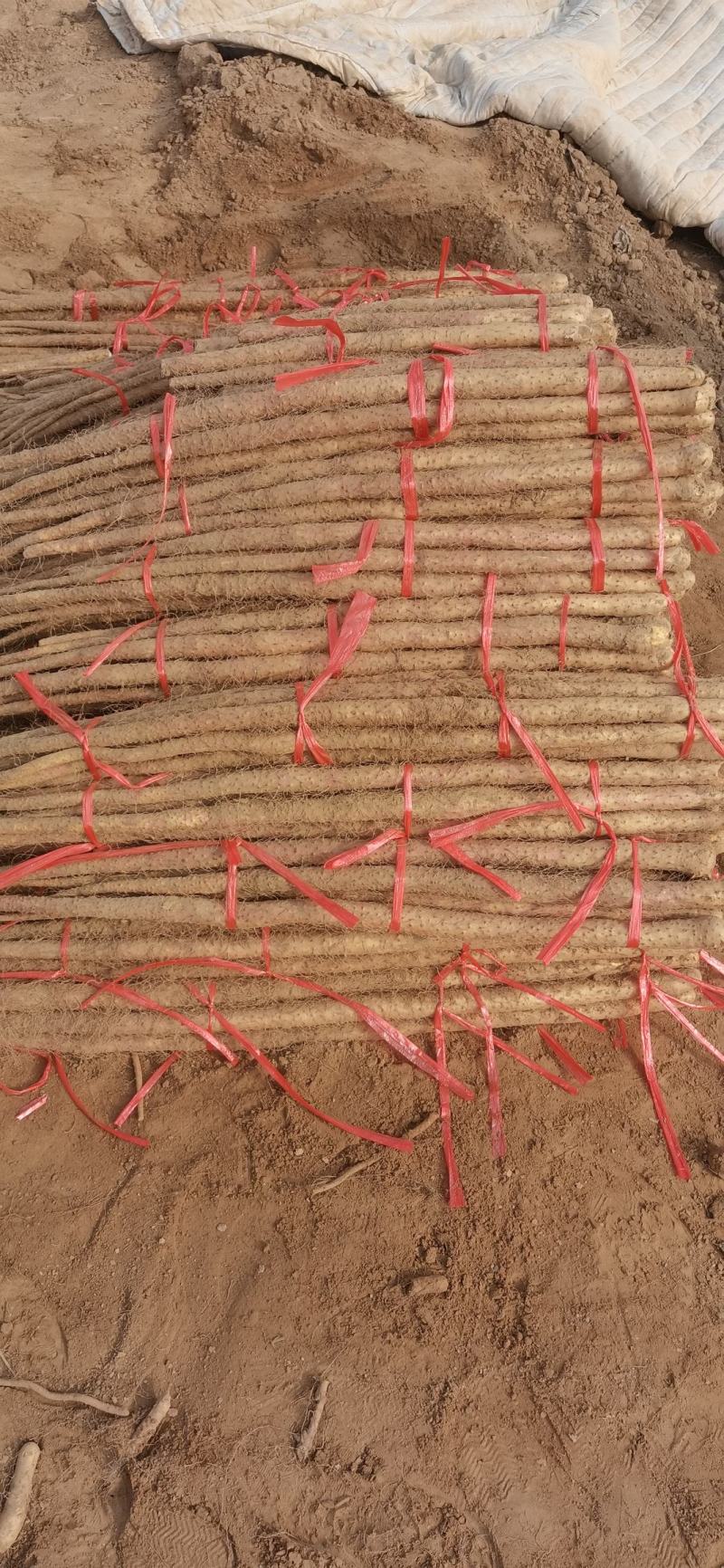 铁棍山药，河北临漳，打捆现货质量保证，可实地看货对接