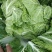 白菜净菜4~6斤，现在已经陆续上市，万亩白菜，