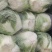 白菜净菜4~6斤，现在已经陆续上市，万亩白菜，