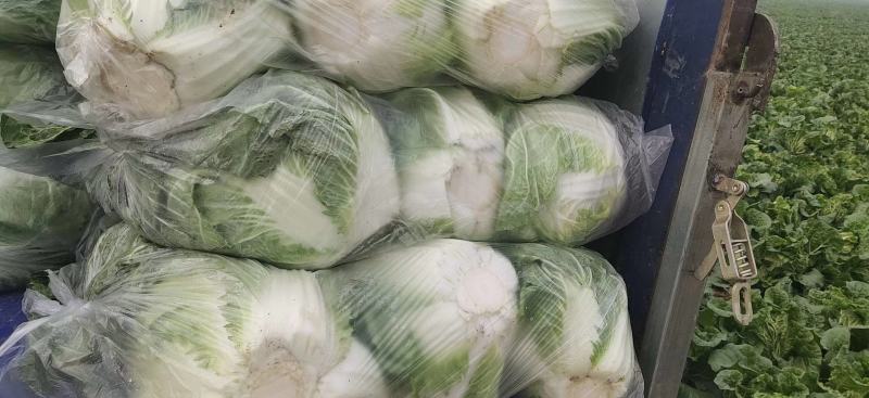 白菜净菜4~6斤，现在已经陆续上市，万亩白菜，