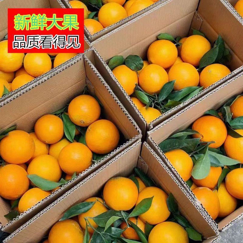 纽荷尔脐橙大量上市湖南纽荷尔脐橙产地直供果大皮薄