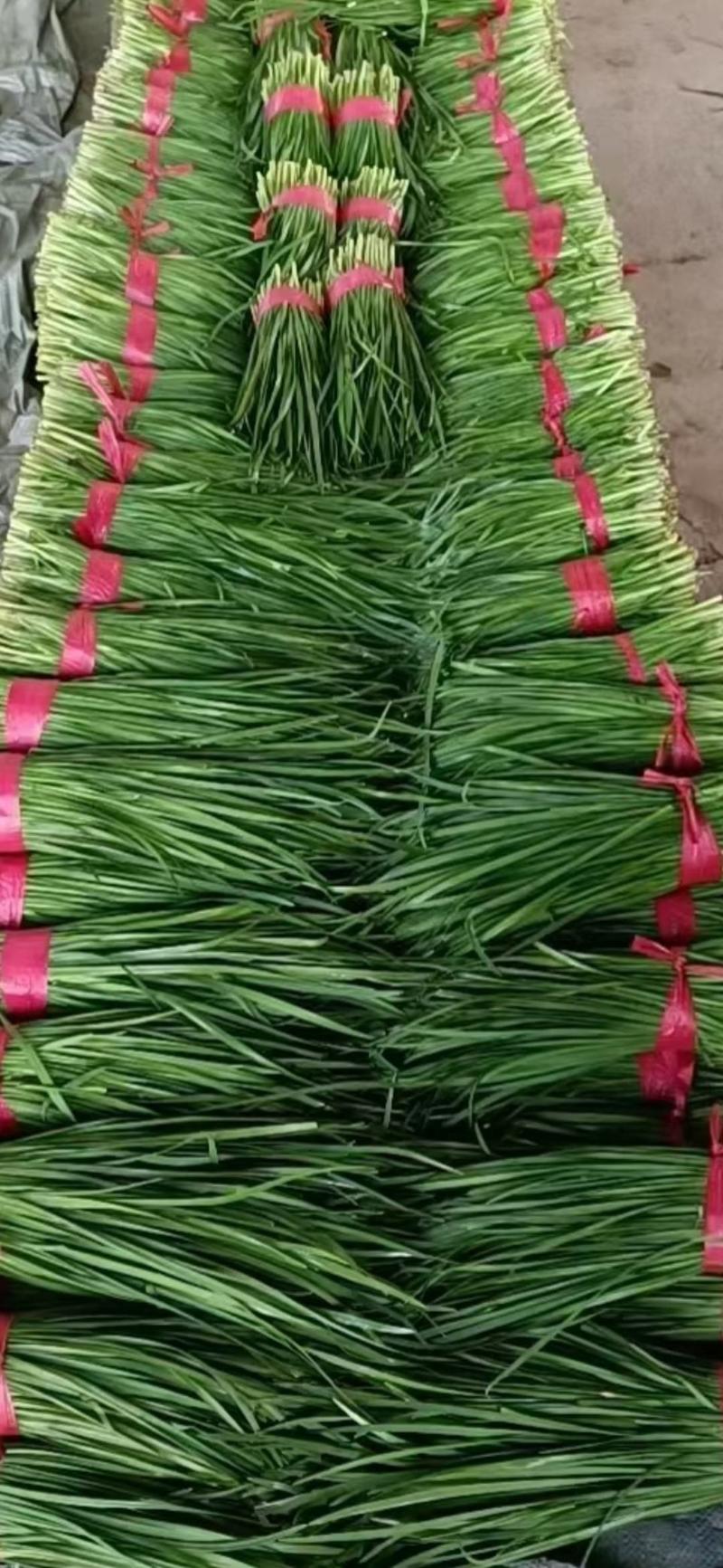 河北邯郸大叶韭菜，现割现发，保证新鲜，全国发货。