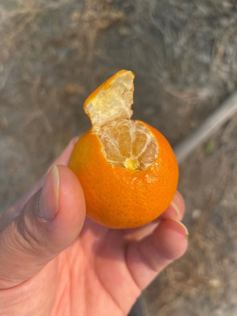 桂林砂糖橘皮薄多汁产地直供一手货源