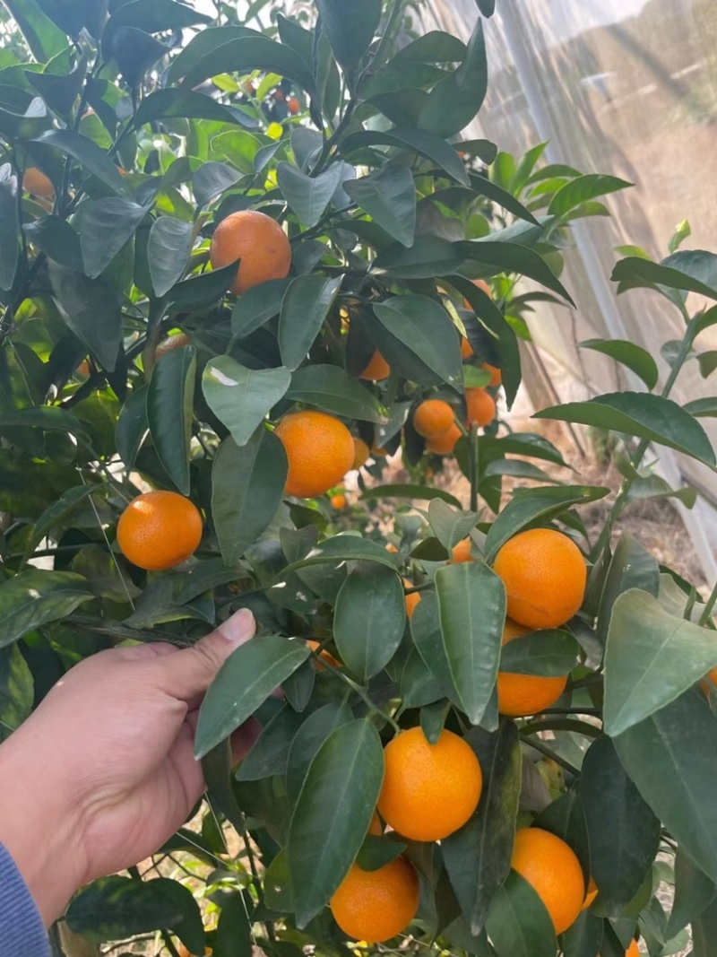 桂林砂糖橘皮薄多汁产地直供一手货源