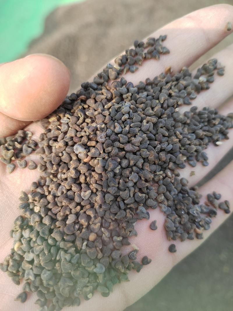 冬葵子，产地山东，自然色，纯干野生冬葵子，产地一手货源