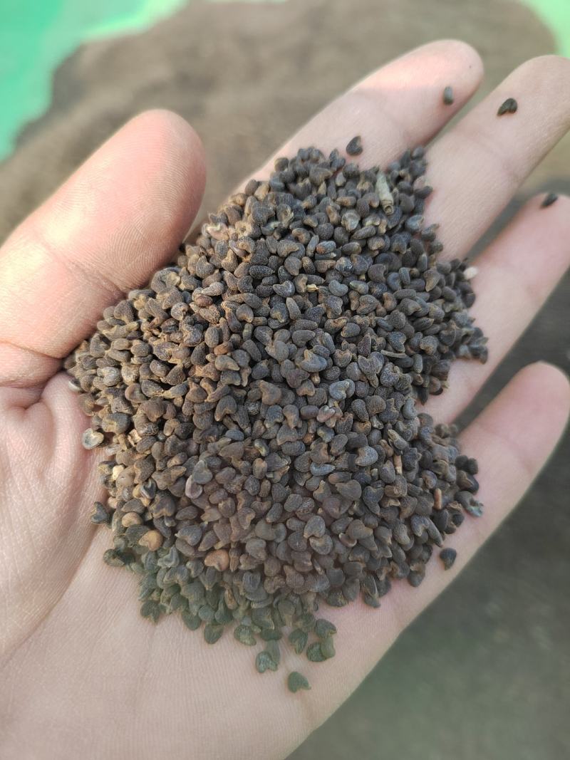 冬葵子，产地山东，自然色，纯干野生冬葵子，产地一手货源