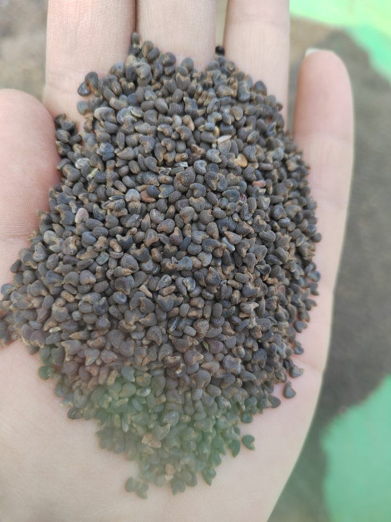 冬葵子，产地山东，自然色，纯干野生冬葵子，产地一手货源