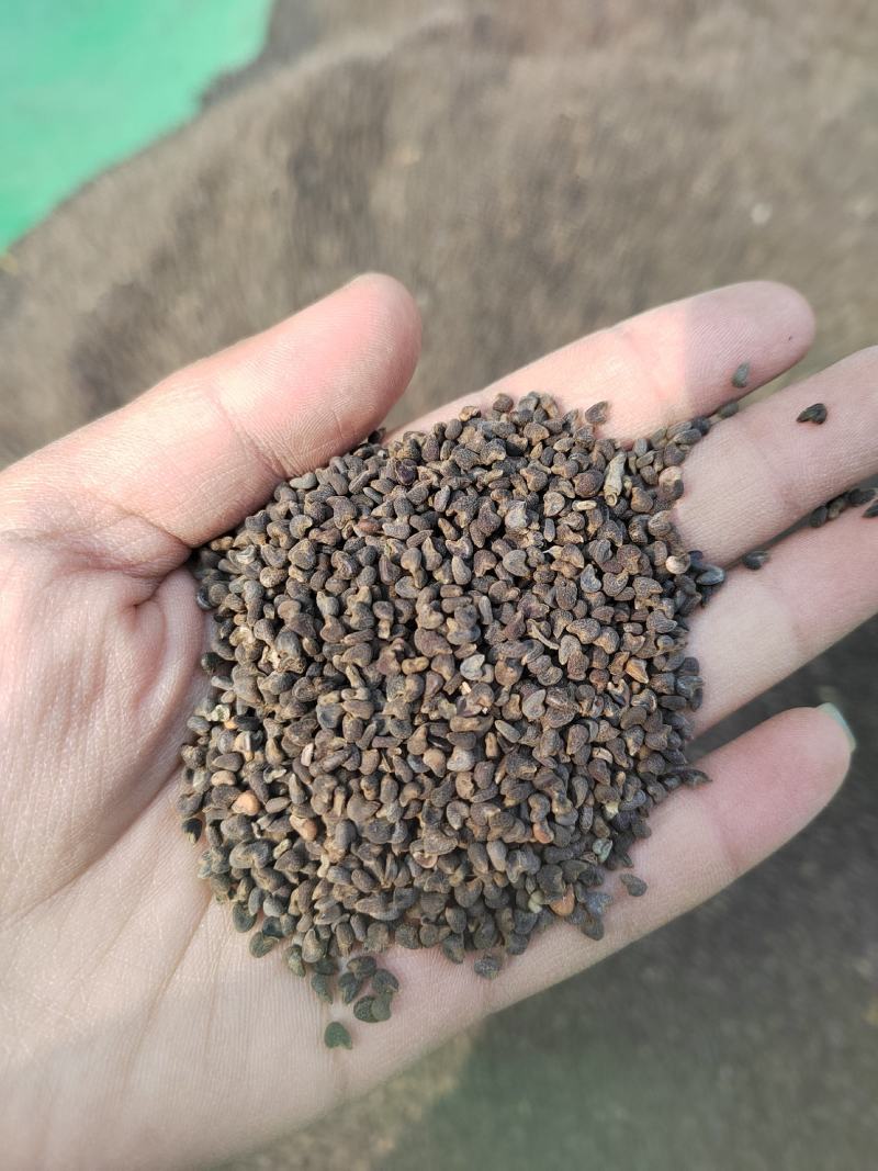 冬葵子，产地山东，自然色，纯干野生冬葵子，产地一手货源