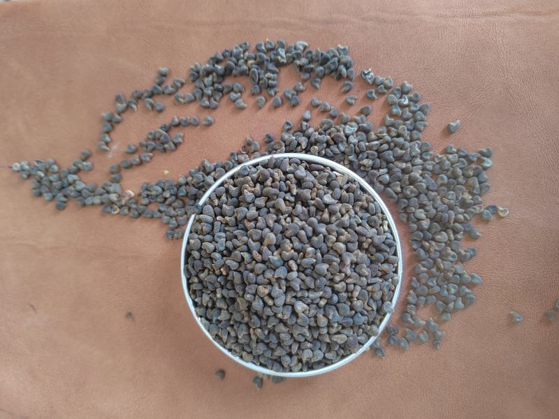 冬葵子，产地山东，自然色，纯干野生冬葵子，产地一手货源