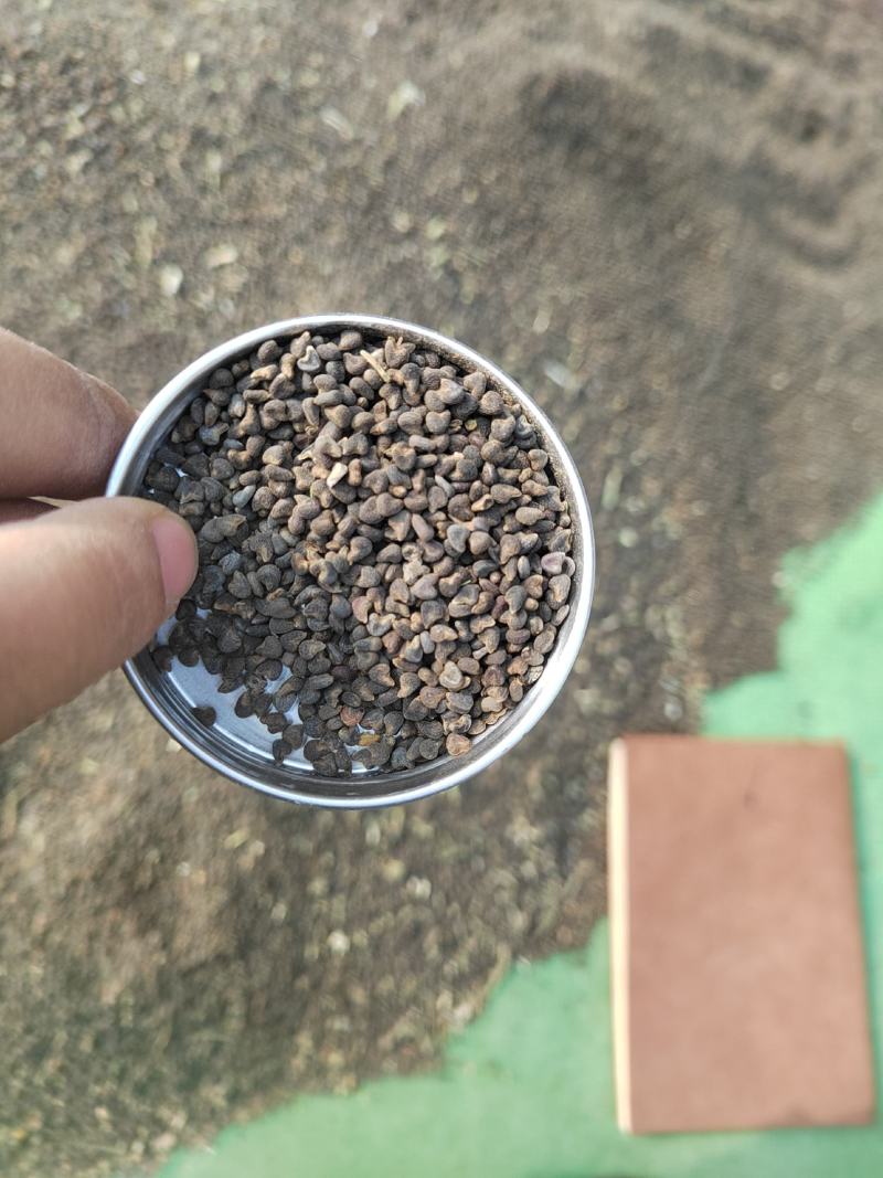 冬葵子，产地山东，自然色，纯干野生冬葵子，产地一手货源