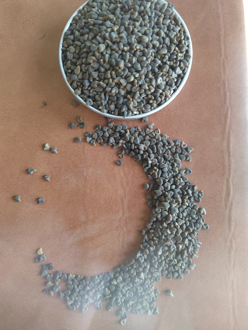 冬葵子，产地山东，自然色，纯干野生冬葵子，产地一手货源