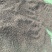 冬葵子，产地山东，自然色，纯干野生冬葵子，产地一手货源
