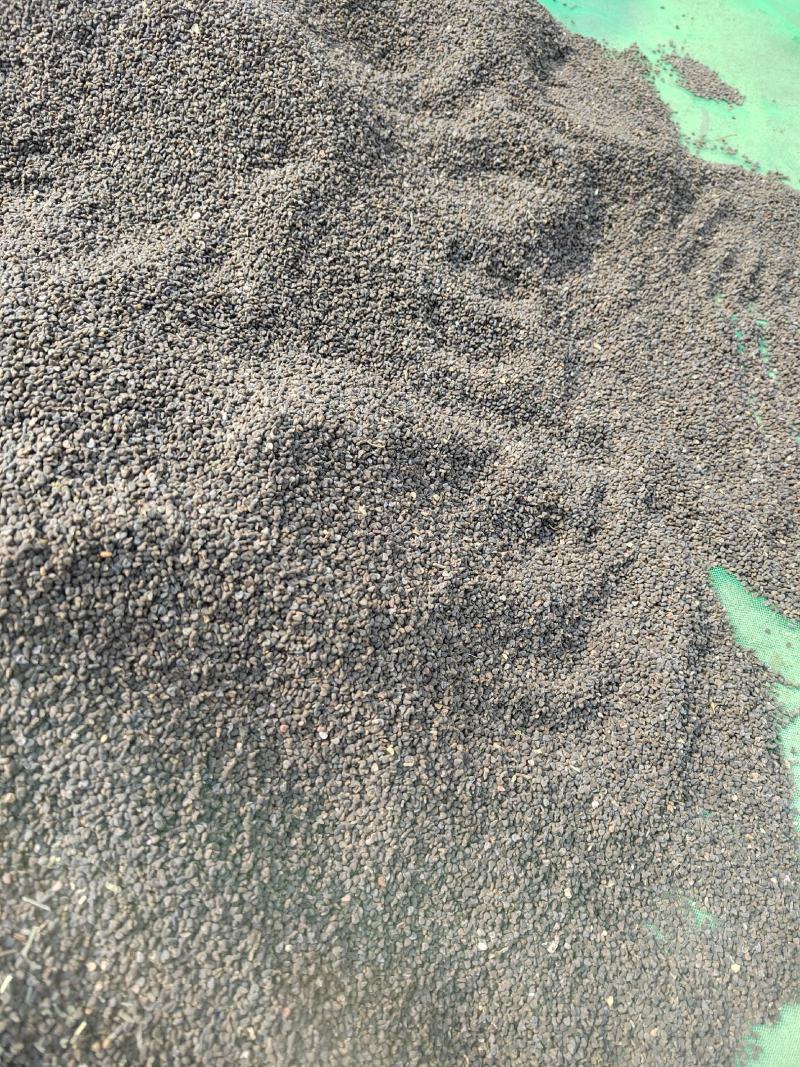 冬葵子，产地山东，自然色，纯干野生冬葵子，产地一手货源