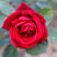 食用玫瑰苗大马士革小苗墨红滇红玫瑰小苗可做养身玫瑰花茶鲜