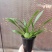 香水文心兰带花苞梦香兰水栽特级懒人盆栽水培植物水养花卉蝴