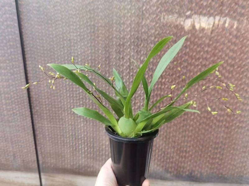 香水文心兰带花苞梦香兰水栽特级懒人盆栽水培植物水养花卉蝴