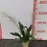 香水文心兰带花苞梦香兰水栽特级懒人盆栽水培植物水养花卉蝴