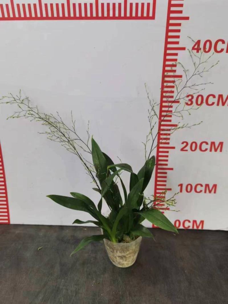 香水文心兰带花苞梦香兰水栽特级懒人盆栽水培植物水养花卉蝴