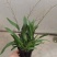 香水文心兰带花苞梦香兰水栽特级懒人盆栽水培植物水养花卉蝴