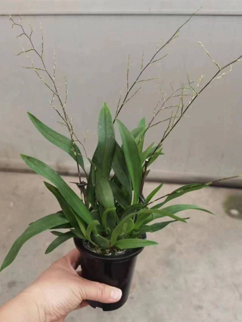 香水文心兰带花苞梦香兰水栽特级懒人盆栽水培植物水养花卉蝴