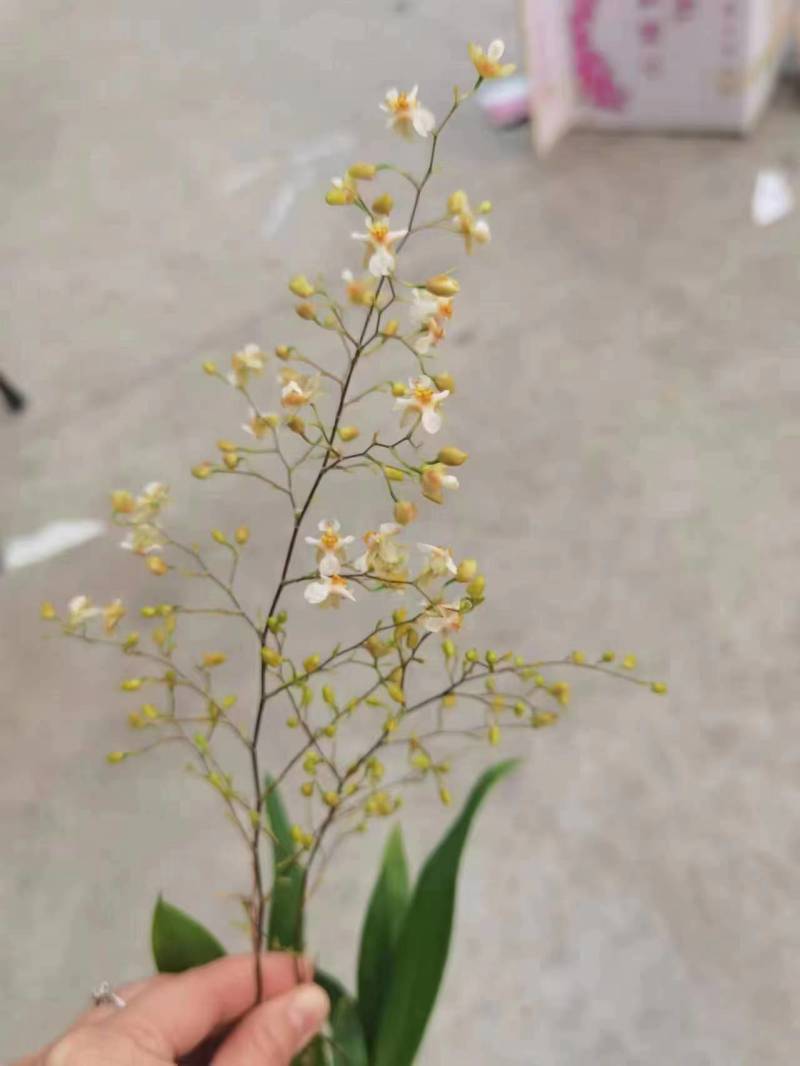 香水文心兰带花苞梦香兰水栽特级懒人盆栽水培植物水养花卉蝴
