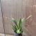 香水文心兰带花苞梦香兰水栽特级懒人盆栽水培植物水养花卉蝴