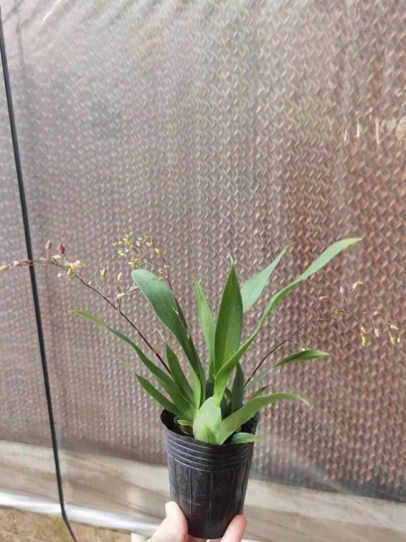 香水文心兰带花苞梦香兰水栽特级懒人盆栽水培植物水养花卉蝴