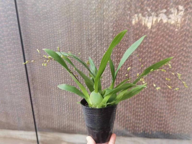香水文心兰带花苞梦香兰水栽特级懒人盆栽水培植物水养花卉蝴