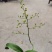 香水文心兰带花苞梦香兰水栽特级懒人盆栽水培植物水养花卉蝴