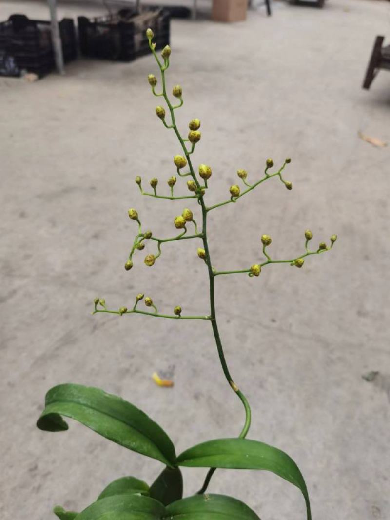 香水文心兰带花苞梦香兰水栽特级懒人盆栽水培植物水养花卉蝴