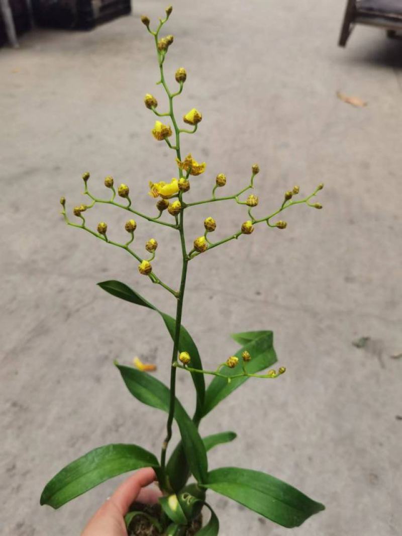 香水文心兰带花苞梦香兰水栽特级懒人盆栽水培植物水养花卉蝴