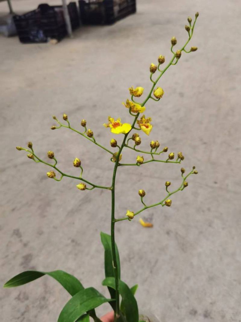 香水文心兰带花苞梦香兰水栽特级懒人盆栽水培植物水养花卉蝴
