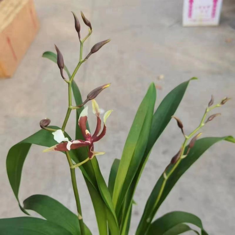 香水文心兰带花苞梦香兰水栽特级懒人盆栽水培植物水养花卉蝴