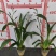 香水文心兰带花苞梦香兰水栽特级懒人盆栽水培植物水养花卉蝴