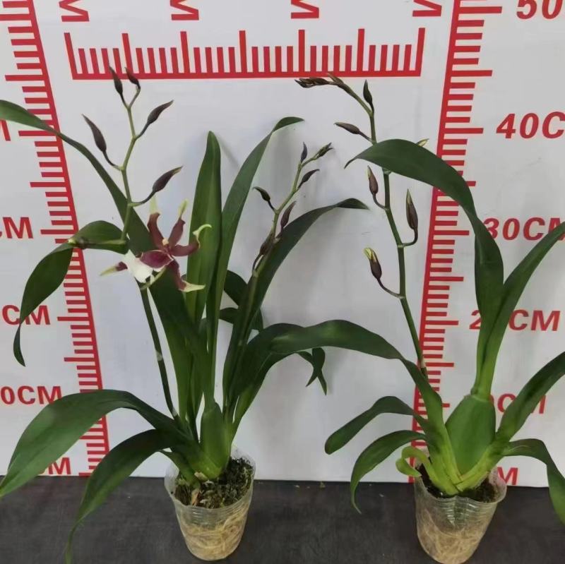 香水文心兰带花苞梦香兰水栽特级懒人盆栽水培植物水养花卉蝴