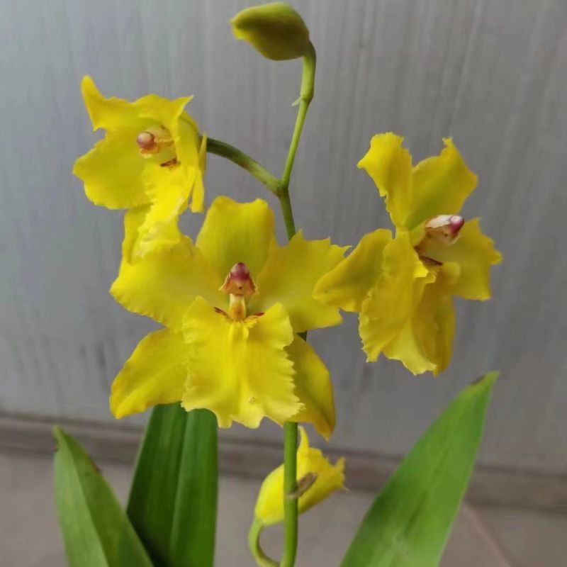 香水文心兰带花苞梦香兰水栽特级懒人盆栽水培植物水养花卉蝴