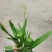 香水文心兰带花苞梦香兰水栽特级懒人盆栽水培植物水养花卉蝴