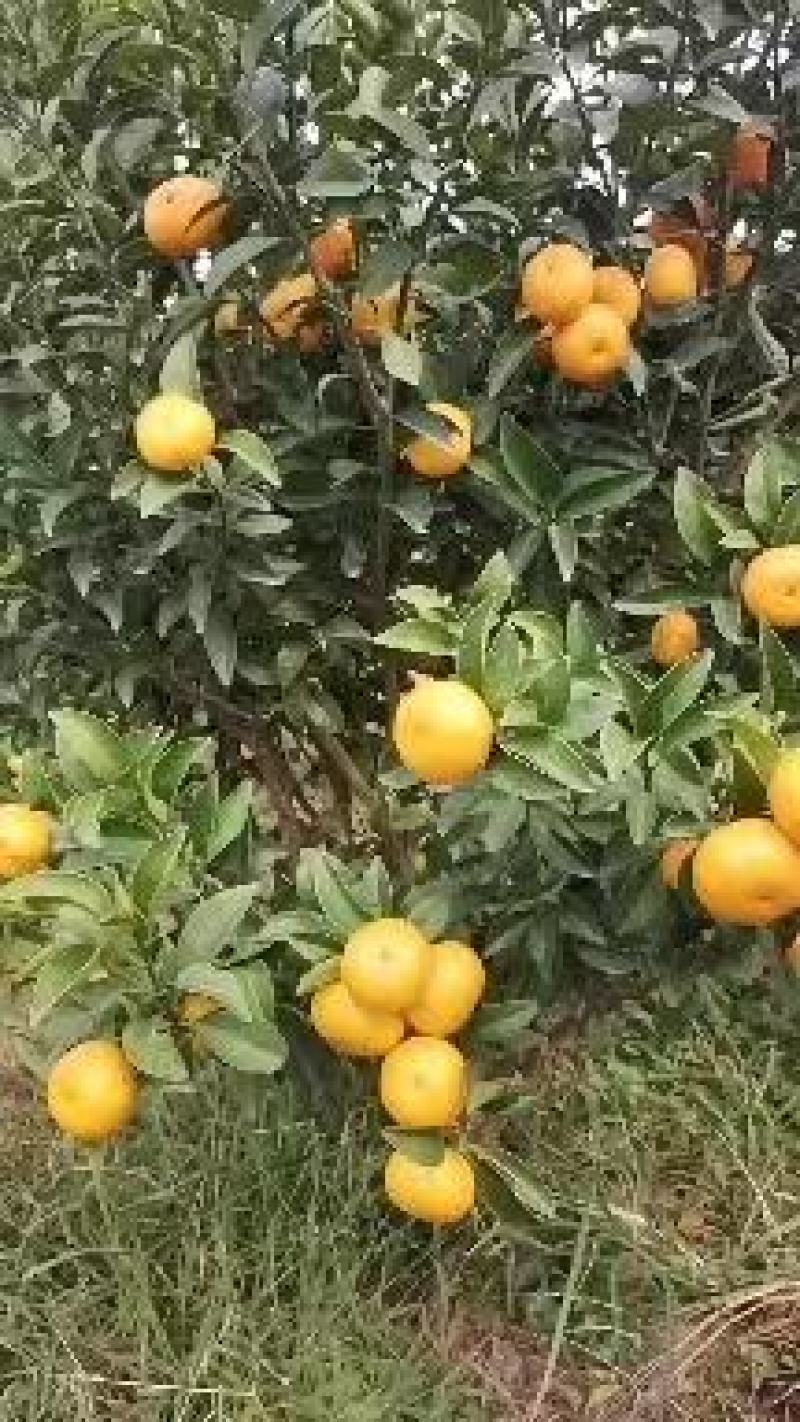 棉橘，南丰密桔，金秋沙糖桔，东方红等大量上市