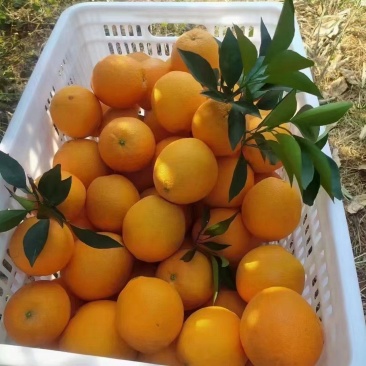 赣南脐橙赣南红土地上优良果品，味美色艳鲜嫩多汁，欢迎加入