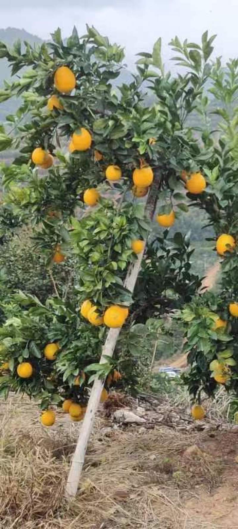 赣南脐橙赣南红土地上优良果品，味美色艳鲜嫩多汁，欢迎加入