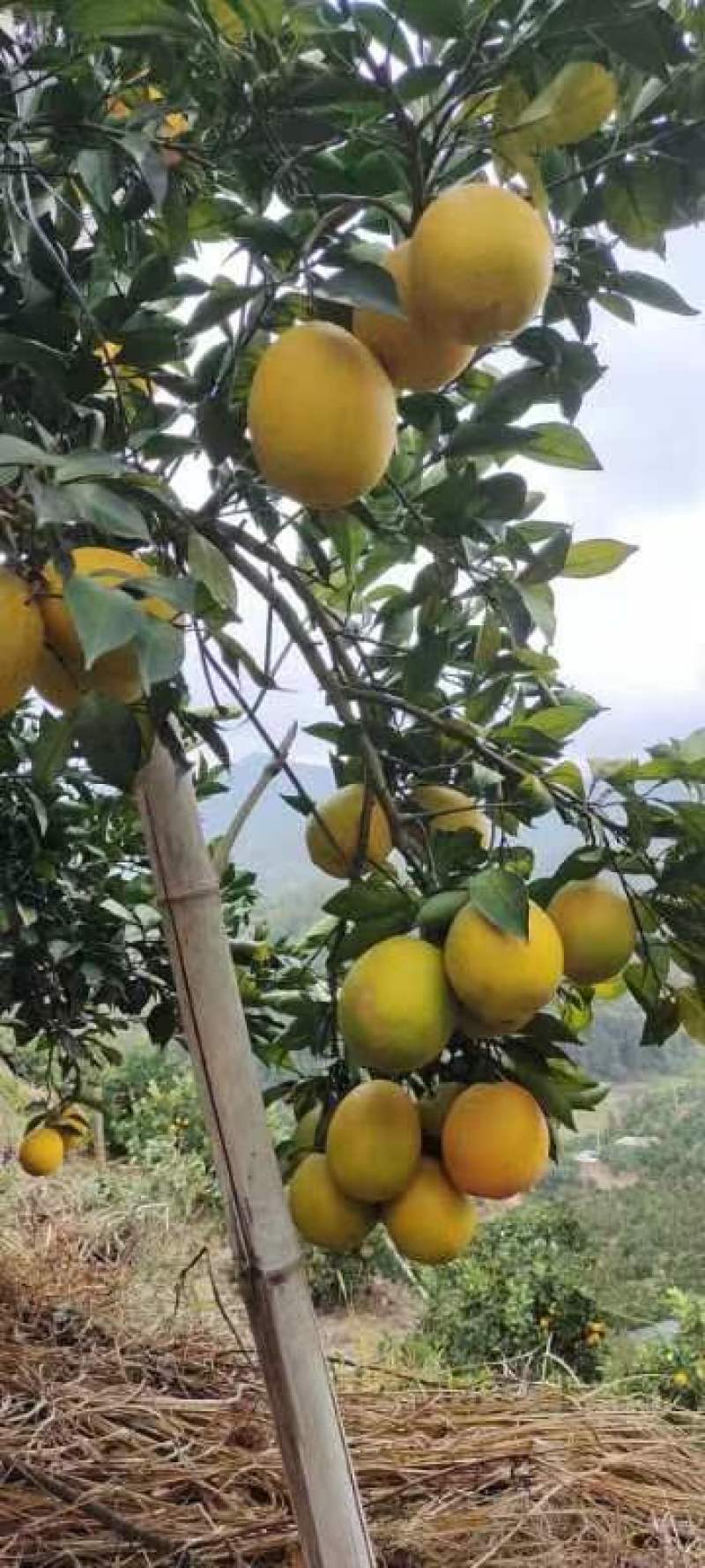 赣南脐橙赣南红土地上优良果品，味美色艳鲜嫩多汁，欢迎加入