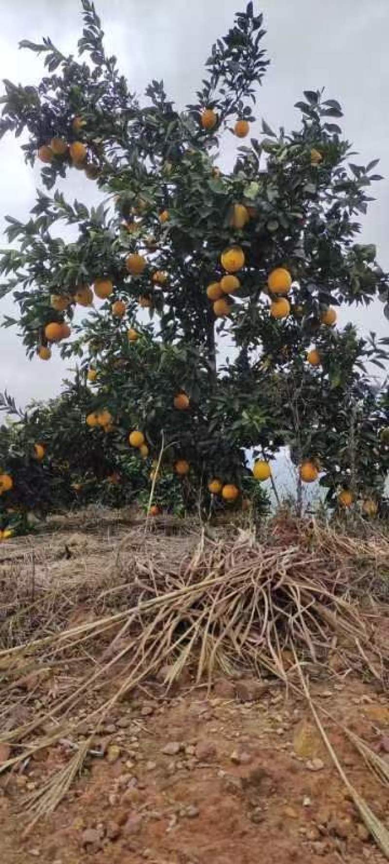 赣南脐橙赣南红土地上优良果品，味美色艳鲜嫩多汁，欢迎加入
