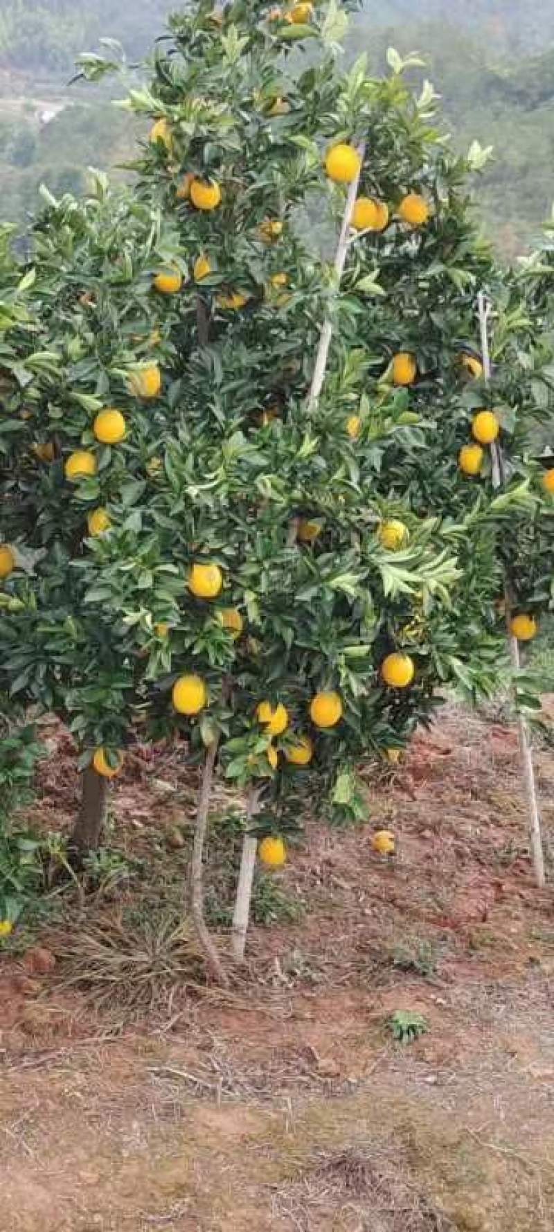 赣南脐橙赣南红土地上优良果品，味美色艳鲜嫩多汁，欢迎加入