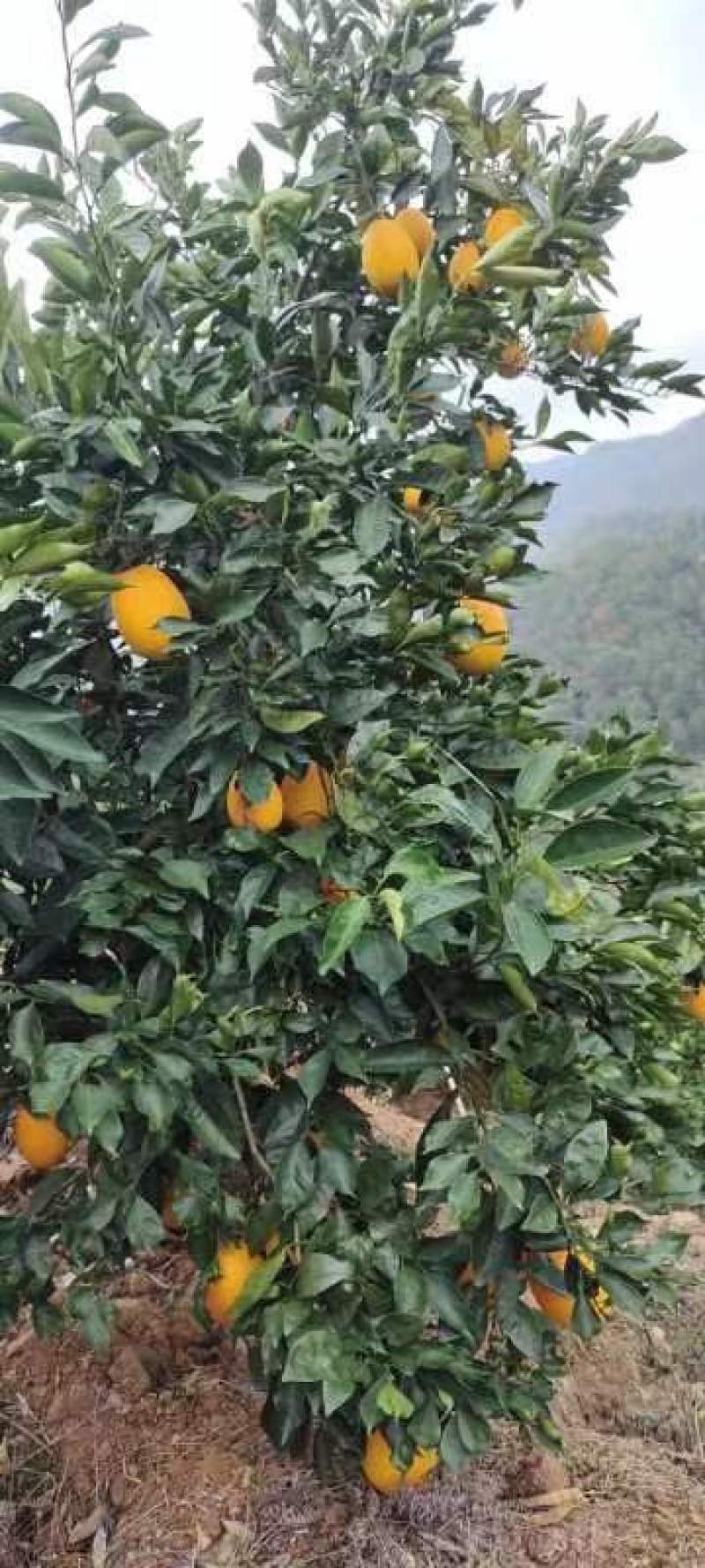 赣南脐橙赣南红土地上优良果品，味美色艳鲜嫩多汁，欢迎加入