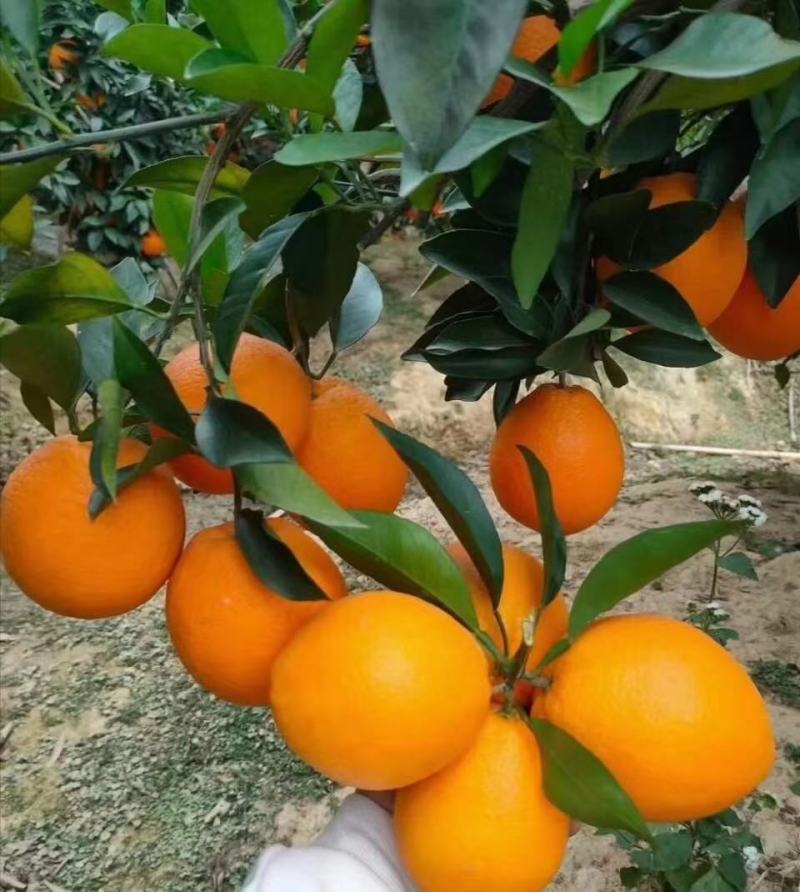 赣南脐橙赣南红土地上优良果品，味美色艳鲜嫩多汁，欢迎加入