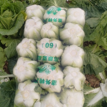 湖北宜昌黄心大白菜，甘蓝，莴笋，蒜苗！
