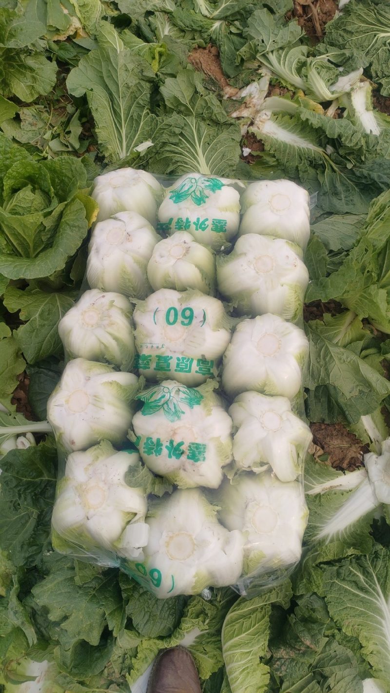 湖北宜昌黄心大白菜，甘蓝，莴笋，蒜苗！